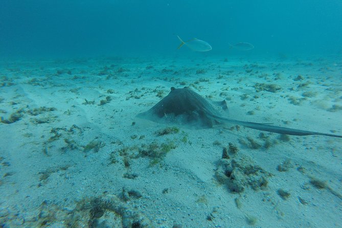 Snorkeling Tour (with Light Refreshments) - Accessibility