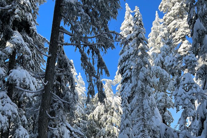 Snowshoeing In Vancouvers Winter Wonderland - Booking Information