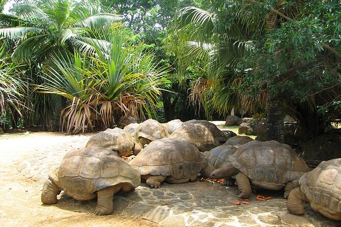 Southern Tales: Full-Day Incl Crocodile Park & 23 Colored Earth - Lunch and Refreshments