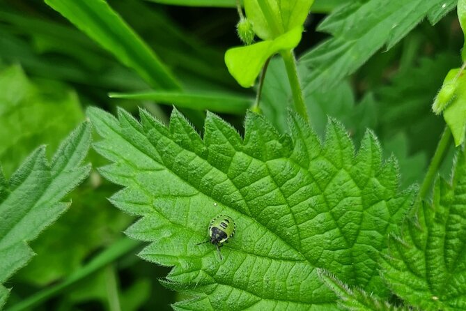 Spring Tonic Foraging Tour - Cancellation and Support
