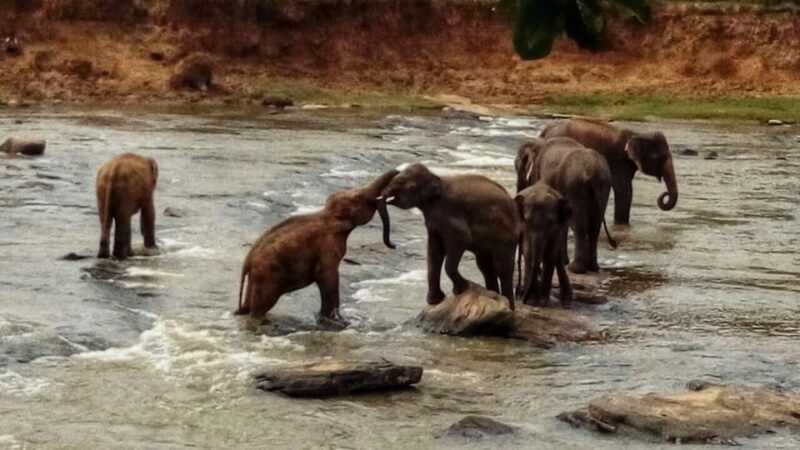 Sri Lanka: Discovery Tour to South Coast to Culture Capital - Tour Languages and Personal Expenses