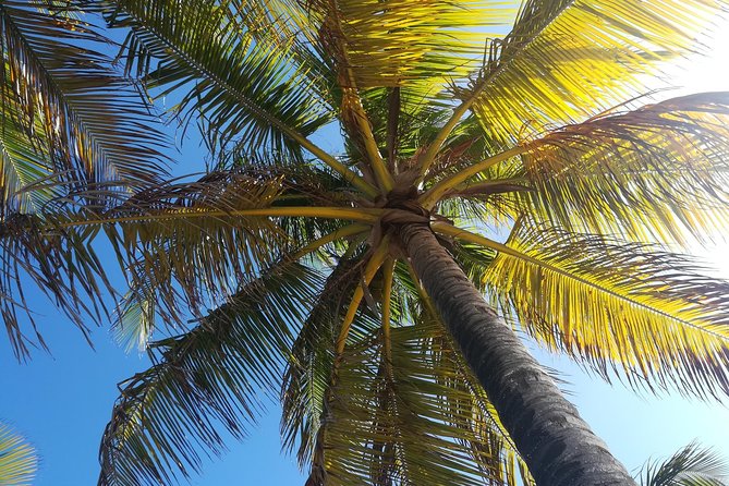 St Lucia Airport Transfer to Coco Palm - Hewanorra (UVF) & GFL Airport (SLU) - Duration and Transportation