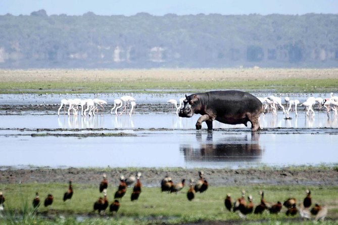 St Lucia Isimangaliso Boat Safari Day Tour From Durban - Accessibility Features