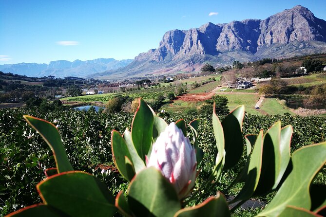Stellenbosch Private E-Bike & Wine Tour - Booking Details
