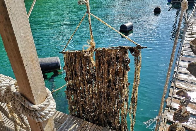 Ston Food Tour With Boat Ride From Dubrovnik - Wine Tasting and Oyster Lunch