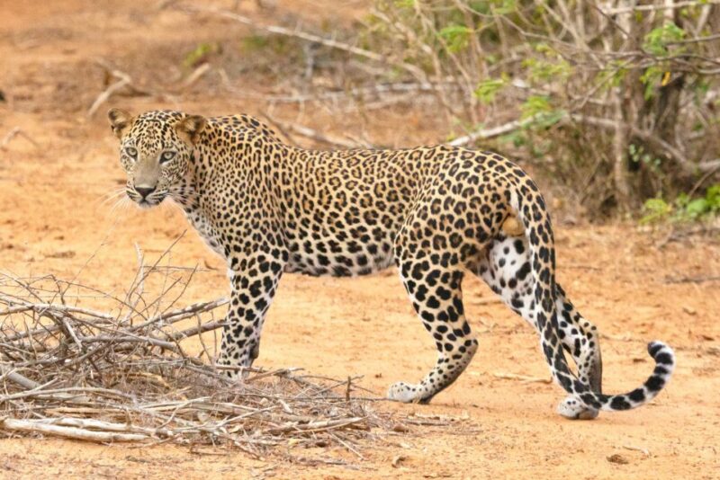 STUNNING SRI LANKA 15 DAYS & 14 NIGHTS Tour - Inclusions and Exclusions