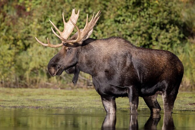 Summer Day in Ranua Zoo, Husky Farm and Reindeer Farm - Booking and Product Information