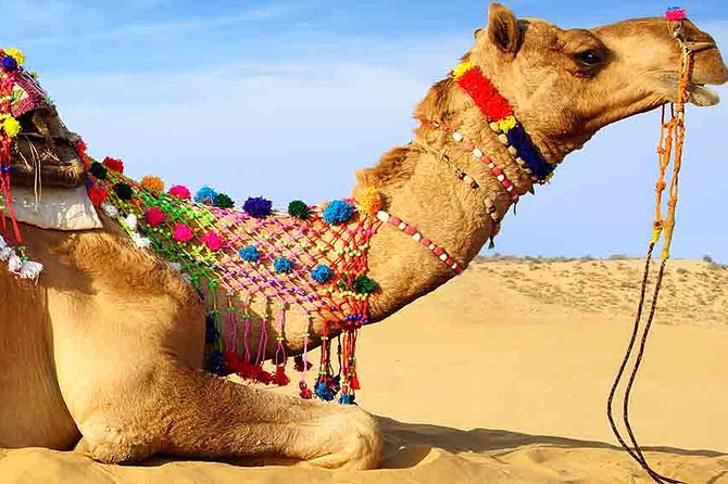 Sunset Camel Ride Including BBQ Dinner From Ras Al Khaimah - Customer Feedback and Ratings