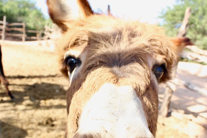 Sunset Pacific Donkey Hiking Tour - Traveler Experiences