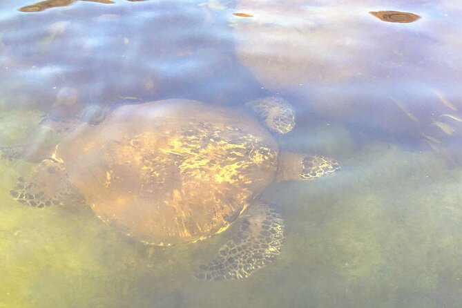 Sunset Stand up Paddle With Photos and Turtles - Health and Safety Guidelines