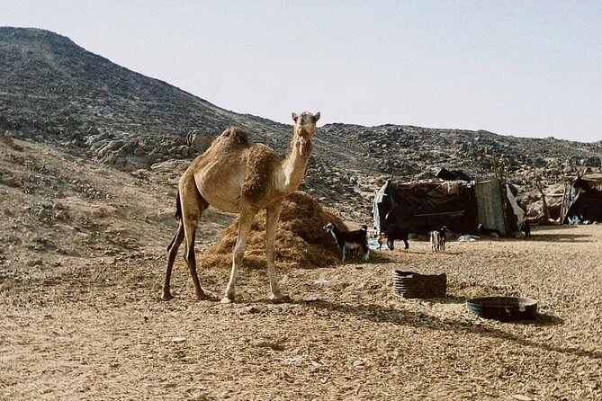 Super Safari, Quad, Jeep, Bedouin, Dinner & Party : Marsa Alam - Experiencing Entertaining Desert Activities