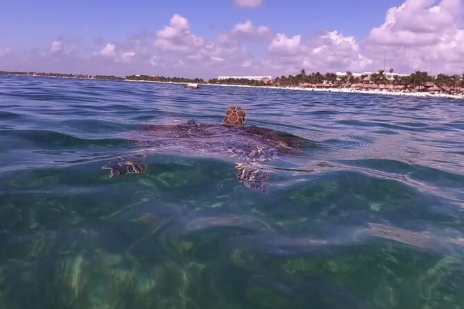 Swim With Akumal Turtles - Recommendations for Guests