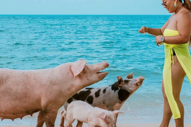 Swimming Pigs of Rose Island & Sea Turtle Viewing Group Tour - Tour Duration and Itinerary