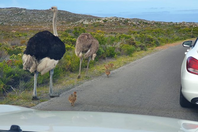 Table Mountain, Penguin and Cape of Good Hope Fees Included - Highlights and Recommendations