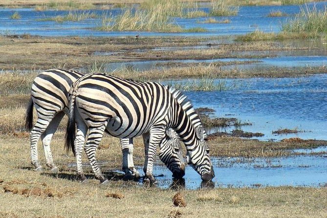 Tanzania Safari Join Group - Reviews and Pricing
