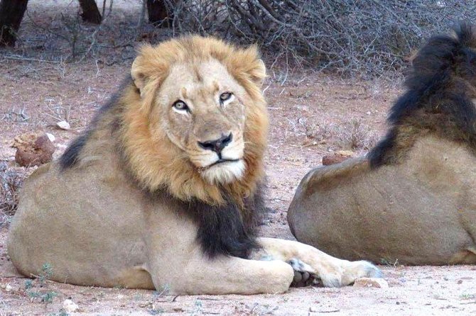 Tanzania Safari With Guide in Italian, the Great Migration of the Serengeti - Tips for a Successful Safari