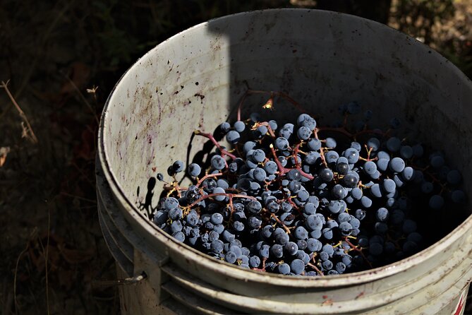 Tasting Selection of 4 Wines in Montefalco - Wine Selection Highlights
