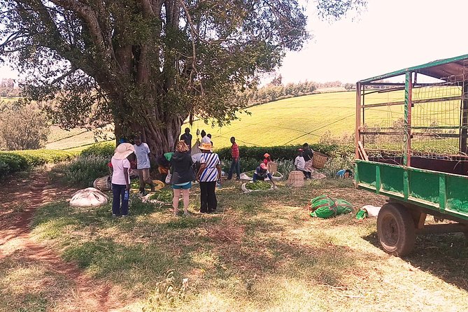 Tea Farm Experience at Riara Tea Farm And Factory Tour - Meeting Points and Pickup Details
