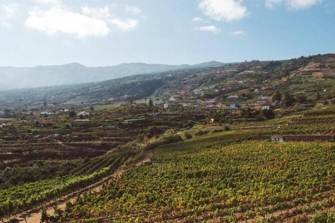 Tenerife North Gastro Wine Tour - Review Insights