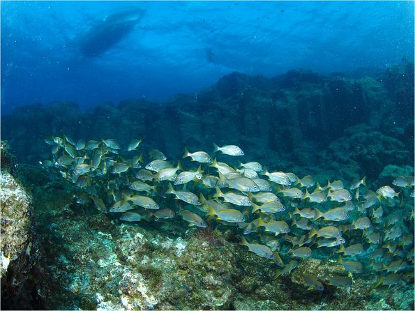 Tenerife Turtle and Snorkel Tour From Costa Adeje - Recommendations for Improvement