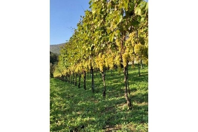 Tenuta San Francesco Wine Tasting - Ratings and Reviews