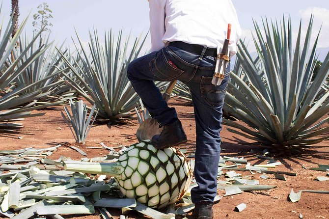 Tequila Distillery Experience, Jose Cuervo & Tequila Magic Town - Authentic Mexican Lunch in Tequila