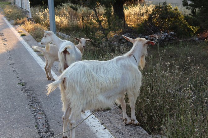 The Best of Hvar Small Group Tour With Wine Tasting and Dinner - Group Format and Capacity