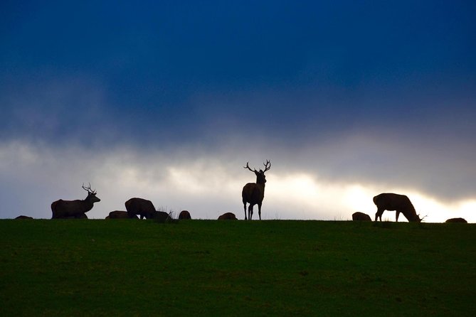 The Best Two Day Tours in Ireland: The Ring of Kerry and Dingle Slea Head Tours - Traveler Reviews and Satisfaction