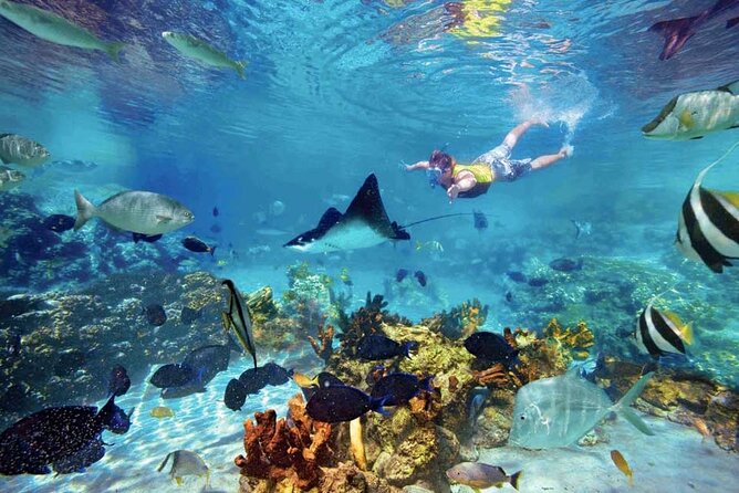 The Great Snorkeling Adventure at the Riviera Maya Private Tour - Participant Guidelines