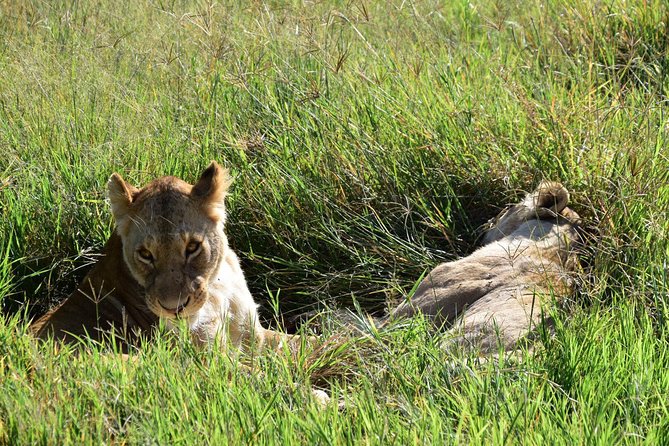 The Guide for the Best 4-Day Tanzania Private Safari in /2025 - Professional Guide and Transportation