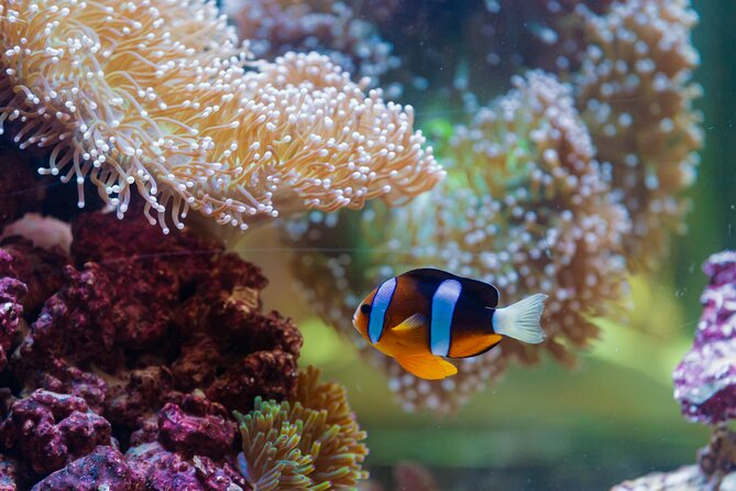 The National Aquarium Abu Dhabi Admission Tickets - Special Add-ons Available