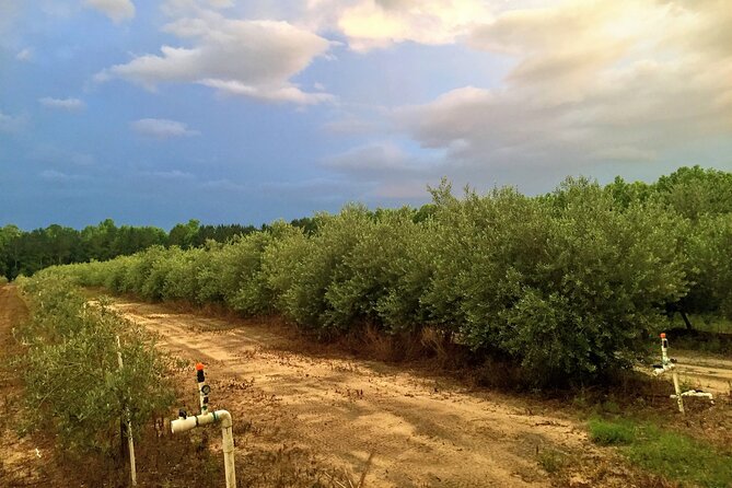 The Olive Grove Tour - Meeting the Olive Farmers