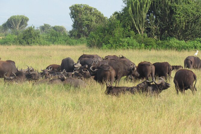 Three Days Escape to Queen Elizabeth National Park - Availability and Operating Hours