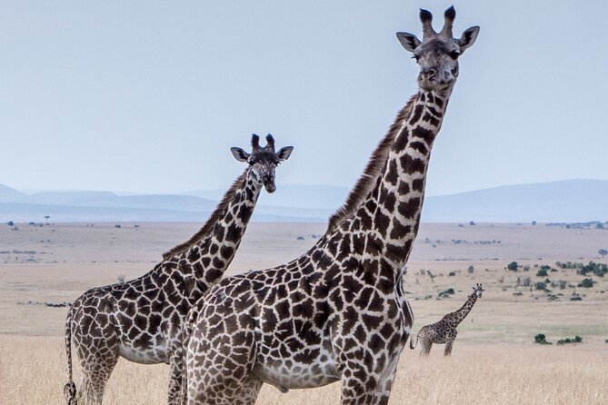 Three Days Ngorongoro Crater, Lake Manyara and Taragire National Park (Joining) - Booking Details