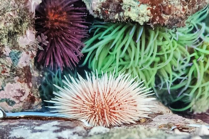 Tide Pool Safari in Monte Clérigo Beach - Meeting and Pickup Details