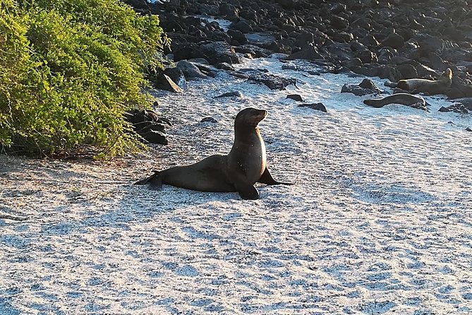 Tintoreras Islet Tour From Isabela - Hiking & Snorkeling in Galapagos Islands - Included Amenities