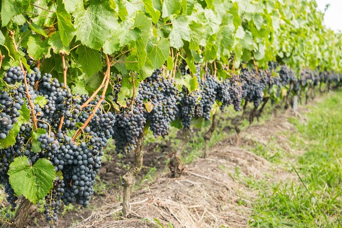 Top 3 Cape Town Wineries Half Day Private Tour - Winery Experiences