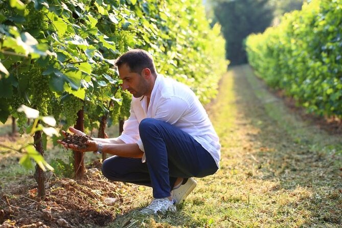 Tour and Tasting in the Hills of Prosecco Superiore DOCG - Experience for Wine Enthusiasts and Tourists