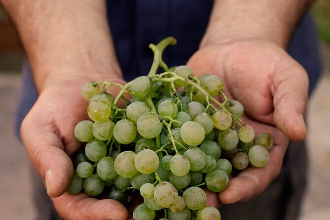 Tour and Tasting of Sparkling Wines in Valeggio - Customer Ratings and Reviews