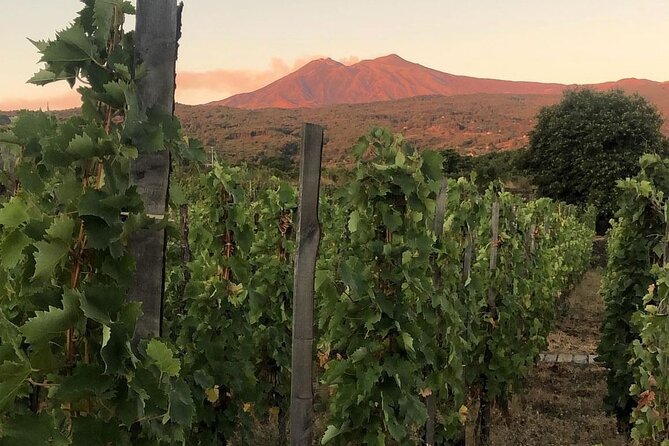 Tour and Wine Tasting at the Etna Cellars - Tasting the Finest Wines