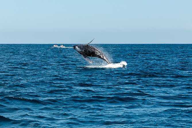 Tour in Cabo Whale Watching With an Expert Captain - Accessibility and Participation