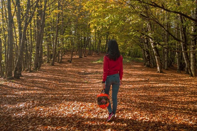 Tour in the Forest of Sabadur and the Chronicler of Georgia. - Booking and Pricing Information