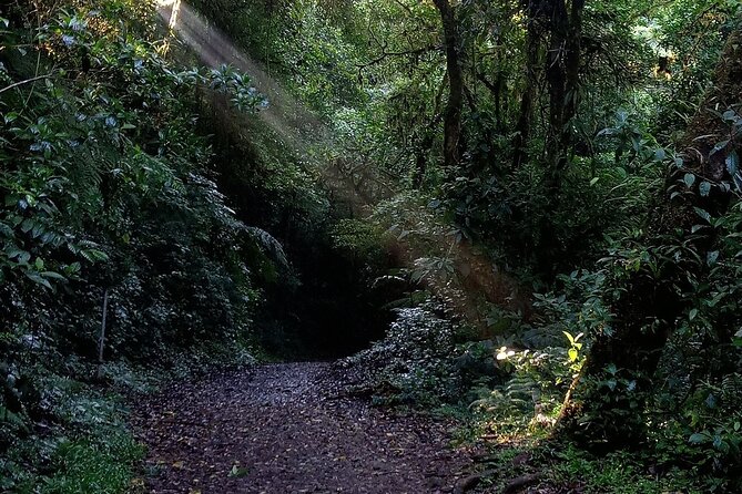 Tour in the Monteverde Reserve Cloud Forest - Accessibility and Participation