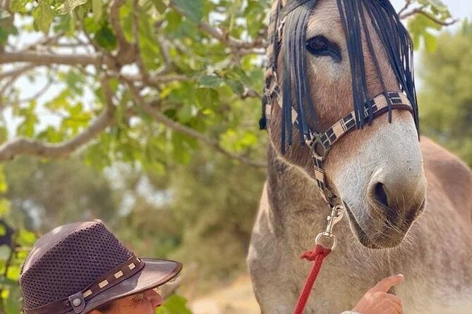 Tour the Sanctuary and Walk With the Donkeys and Share Their Love - Guided Walks With Assigned Donkeys