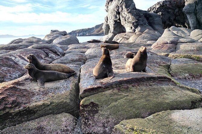 Tour to Coronados Island With Snorkeling Activity - Positive Highlights From Reviews