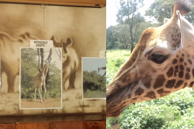 Tour to Giraffe Center From Nairobi - Pricing and Inclusions