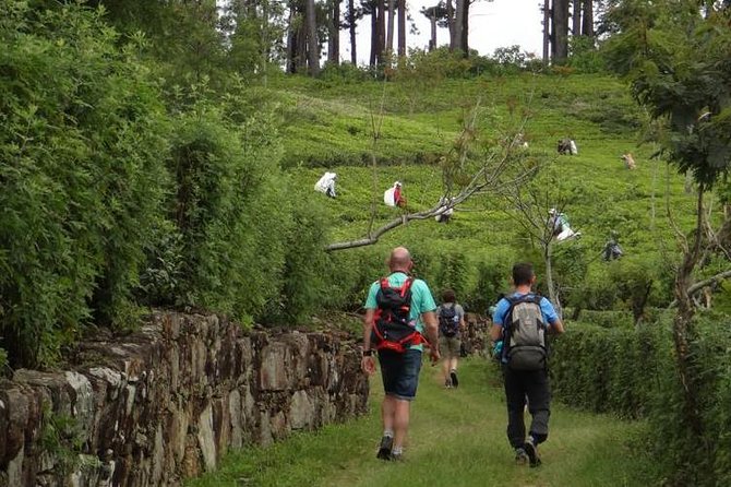 Trekking & Picnic in The Tea Plantation From Ella, Haputale & Bandarawela - Important Information