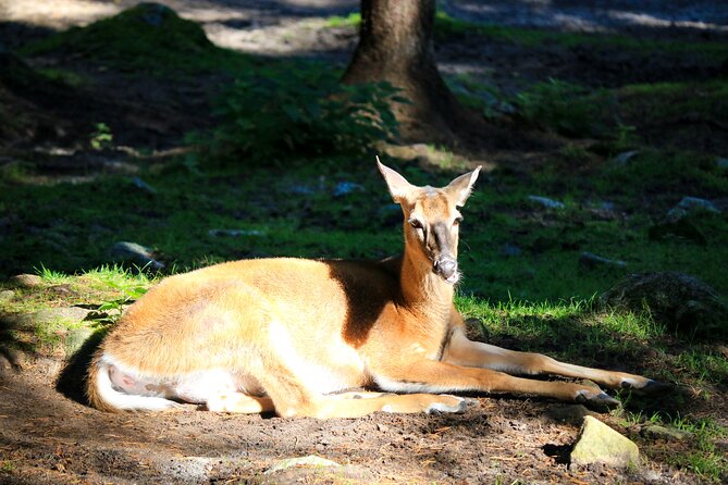 Trip to Ranua Wildlife Park - Returning to Rovaniemi