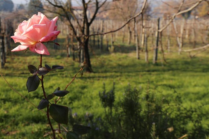 Truffle Hunt & Bio Lunch in Assisi - Physical Requirements and Accessibility