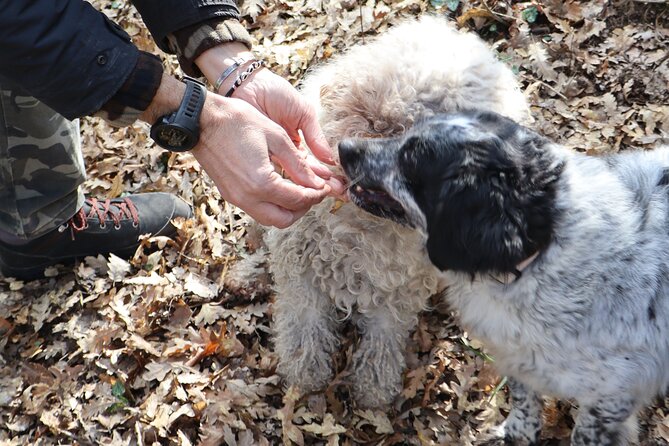 Truffle Hunting & Tasting in San Miniato Tuscany With Dogs - Preparing for the Truffle Hunting Adventure